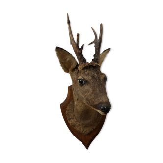 Deer head trophy