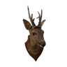 Deer head trophy