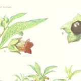 Ancient botanical plank the belladonna from the Journal of Practical Agriculture