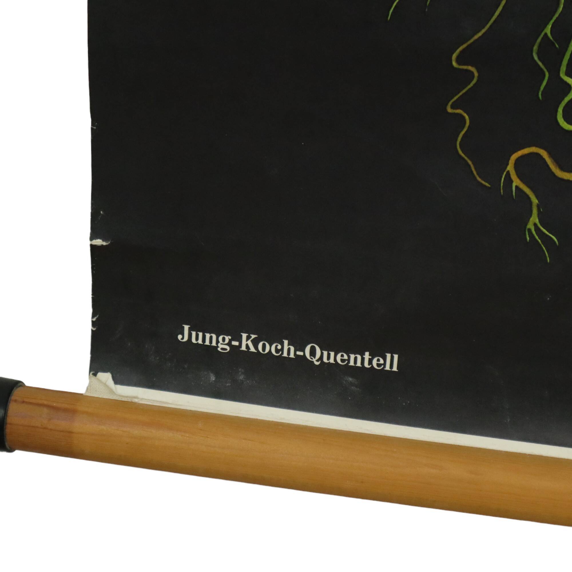 Large Vintage School Map The Fern Jung Koch Quentell 117cm