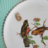 6 assiettes plates oiseaux