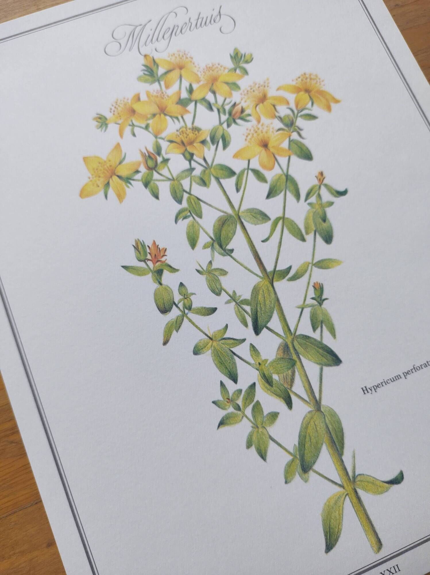 Botanical engraving -St. John's Wort- Illustration of medicinal plants and herbalism
