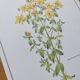 Botanical engraving -St. John's Wort- Illustration of medicinal plants and herbalism