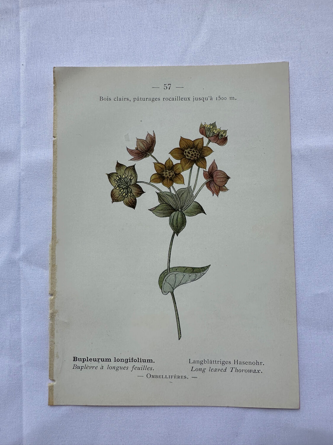 Botanical plate of a French plant from the 18th century, double-sided.