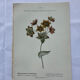 Botanical plate of a French plant from the 18th century, double-sided.