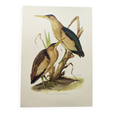 Old bird plate from the 1960s - Bittern - Zoological and ornithological illustration