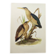 Old bird plate from the 1960s - Bittern - Zoological and ornithological illustration