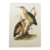 Old bird plate from the 1960s - Bittern - Zoological and ornithological illustration