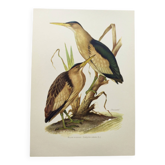 Old bird plate from the 1960s - Bittern - Zoological and ornithological illustration