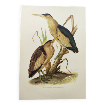 Old bird plate from the 1960s - Bittern - Zoological and ornithological illustration