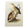 Old bird plate from the 1960s - Bittern - Zoological and ornithological illustration