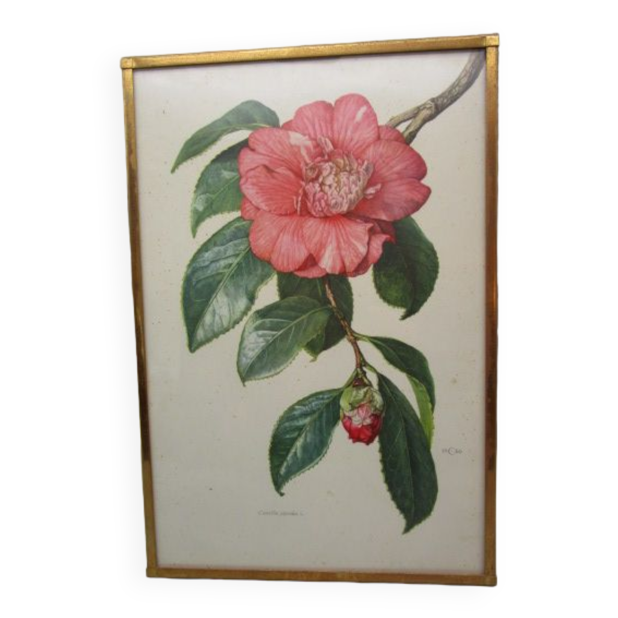 Antique botanical engraving