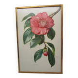 Antique botanical engraving