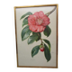 Gravure botanique ancienne