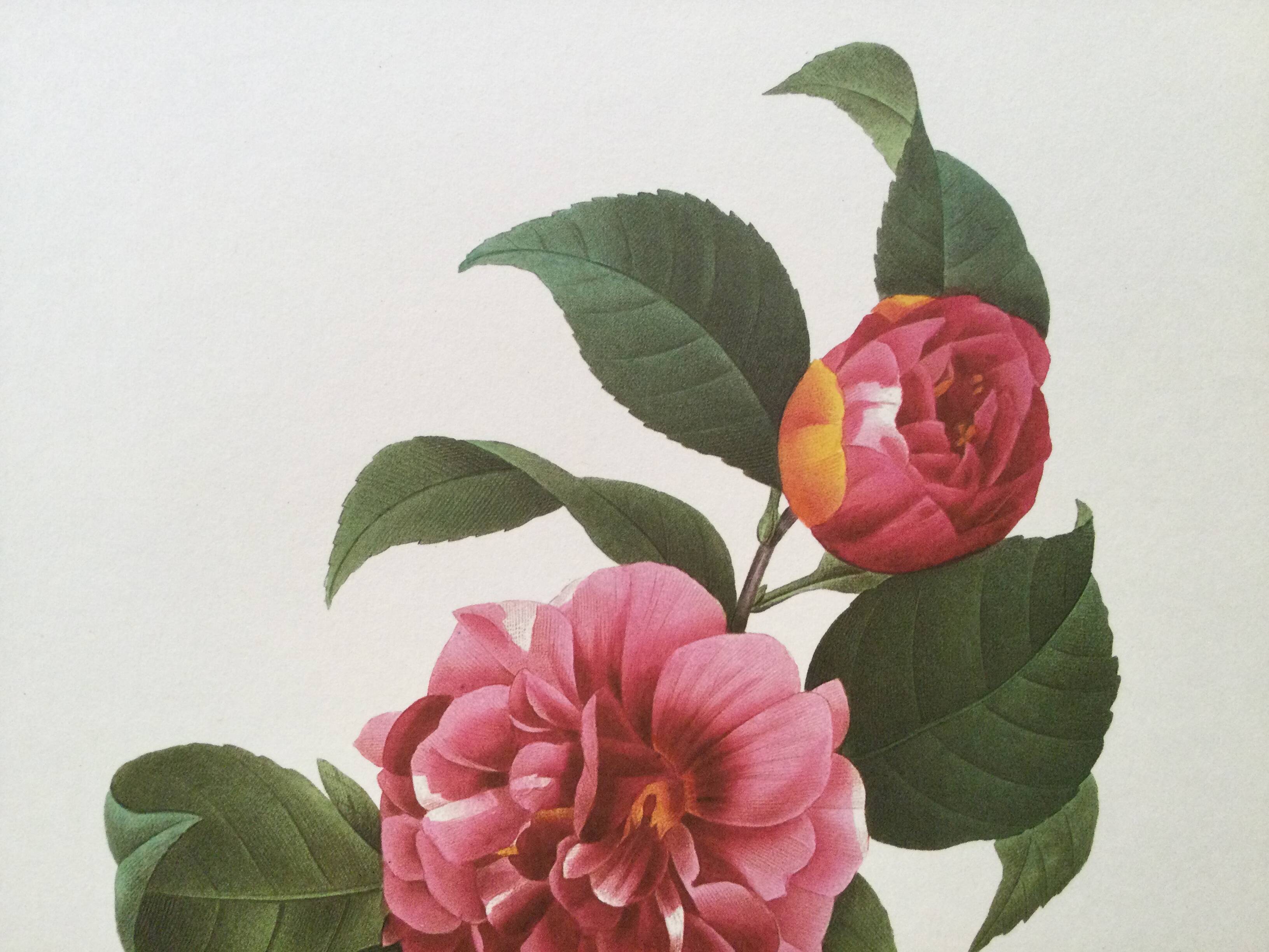Vintage impression Camellia flower mixed 1960s