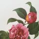 Vintage impression Camellia flower mixed 1960s