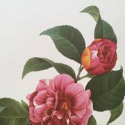 Impression vintage Fleur Camélia panaché années 60