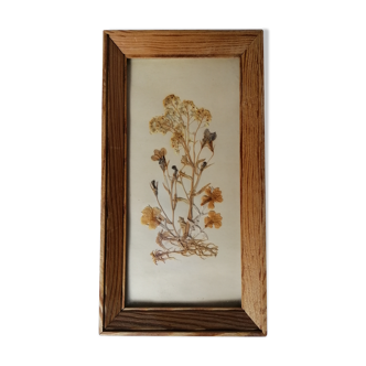 Authentic herbarium