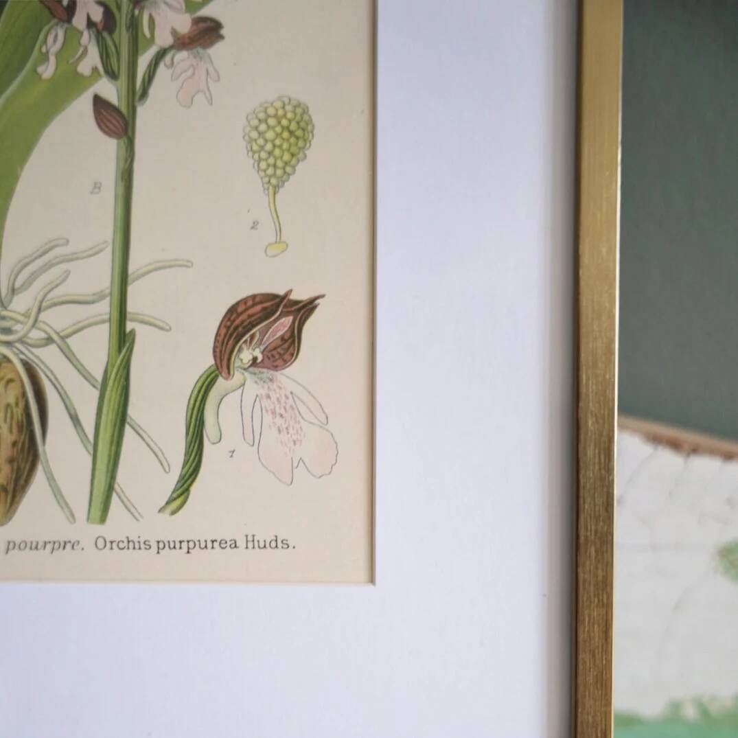 Botany under frame Purple Orchid