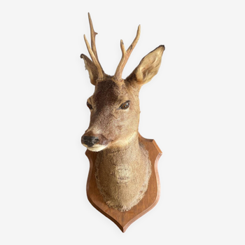 Vintage Roe Deer Head Mount