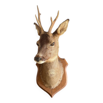 Vintage Roe Deer Head Mount