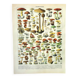 Gravure ancienne 1897 - Champignon 1 par Millot - planche vintage botanique