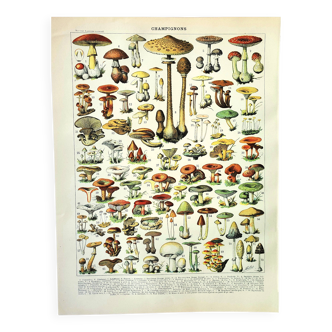 Gravure ancienne 1897 - Champignon 1 par Millot - planche vintage botanique