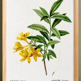 Poster about the Azalea, based on an old engraving
