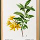 Poster about the Azalea, based on an old engraving