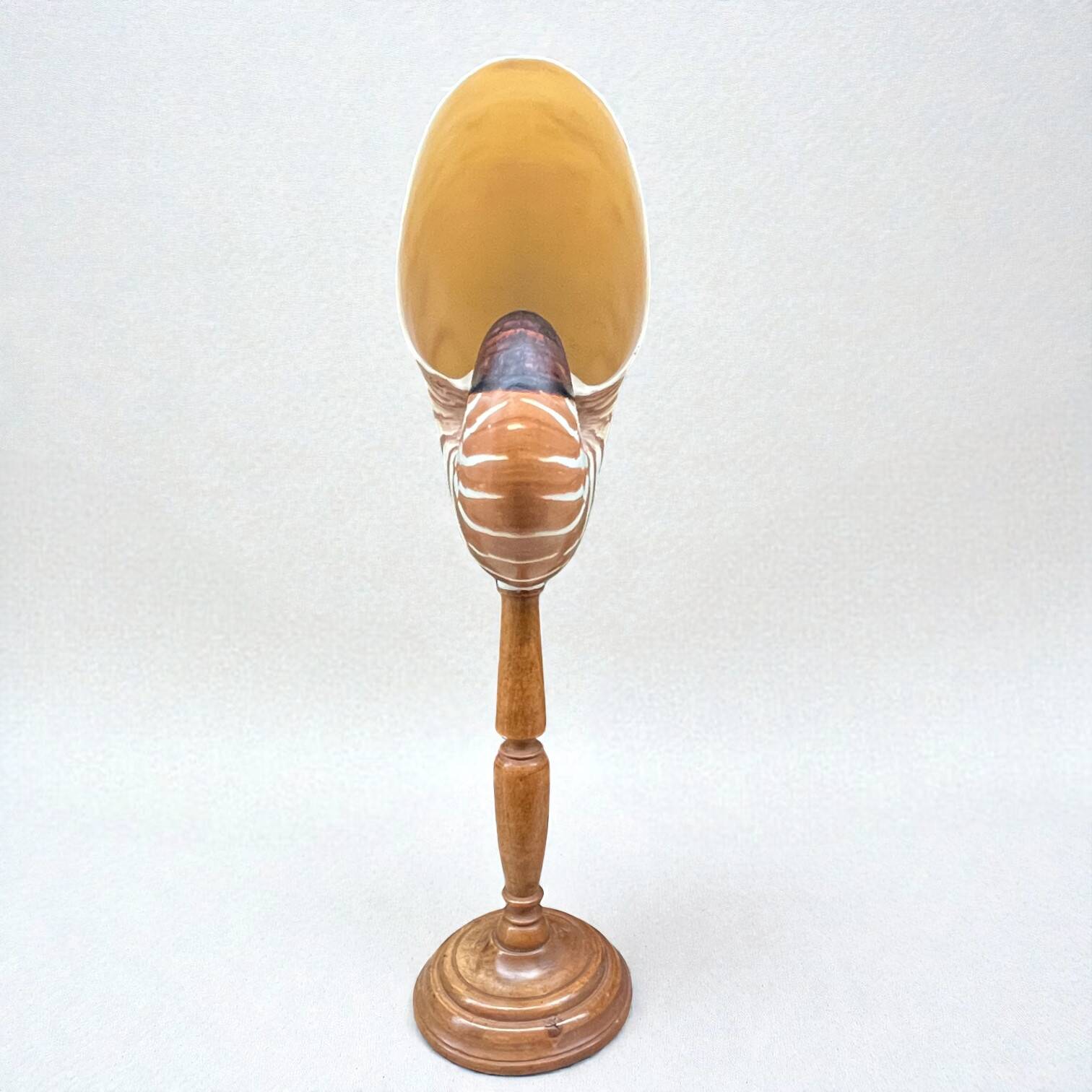 Tiger nautilus shell on a wooden stand, 19th century, Cabinet of curiosities