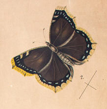Tableau éducatif, papillon, lithographie, 1914