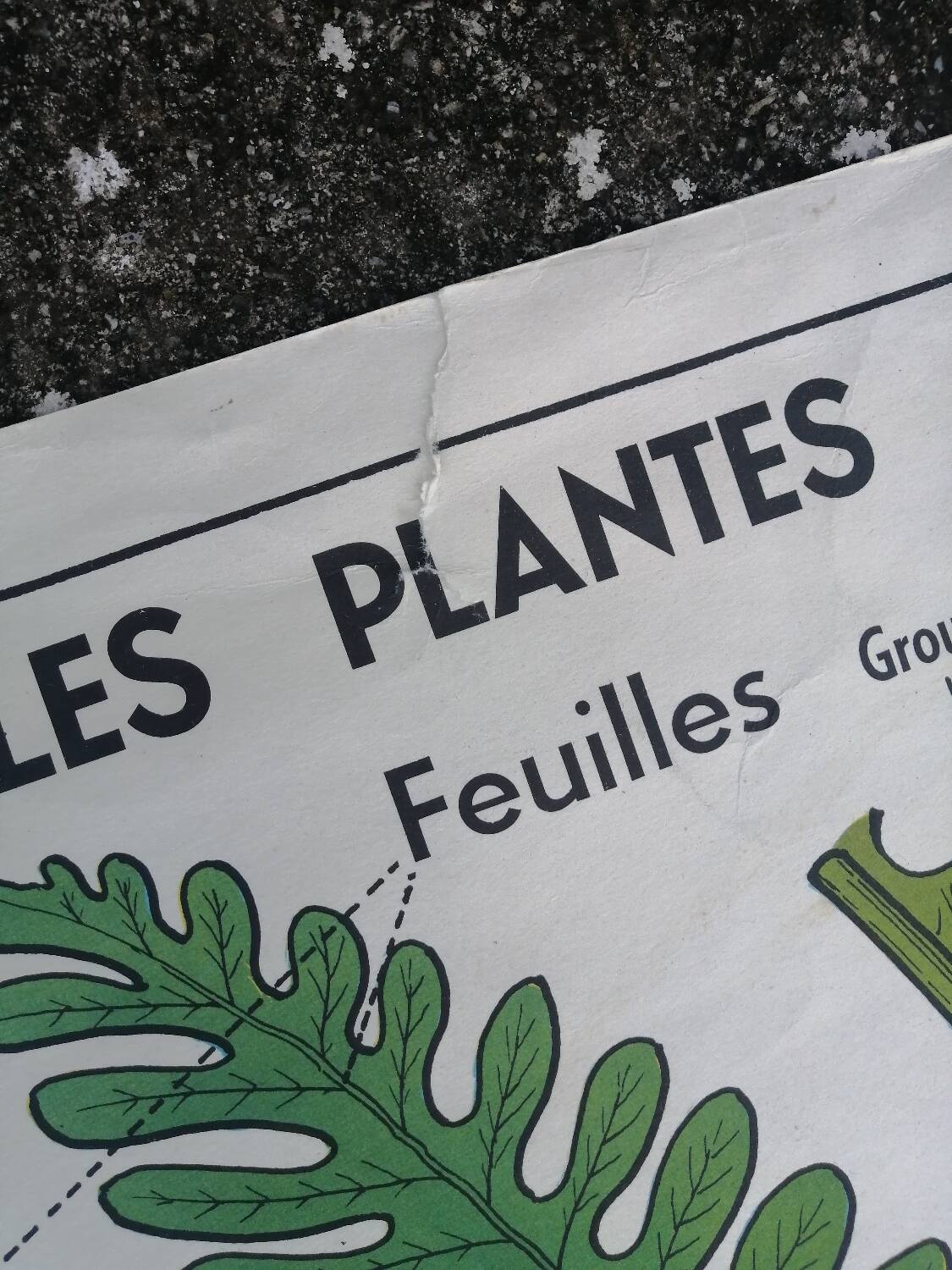 Vintage MDI school poster: Plants without flowers & Wheat, grasses.