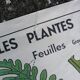 Vintage MDI school poster: Plants without flowers & Wheat, grasses.