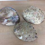 Trio of empty pockets shell abalone