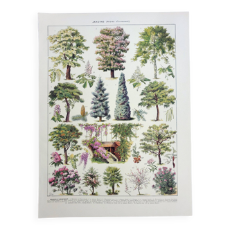 Gravure ancienne 1928, Jardins 2, arbres d'ornement, plantes • Lithographie, Planche originale
