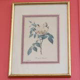 Botanical planks rose roses Dreaded