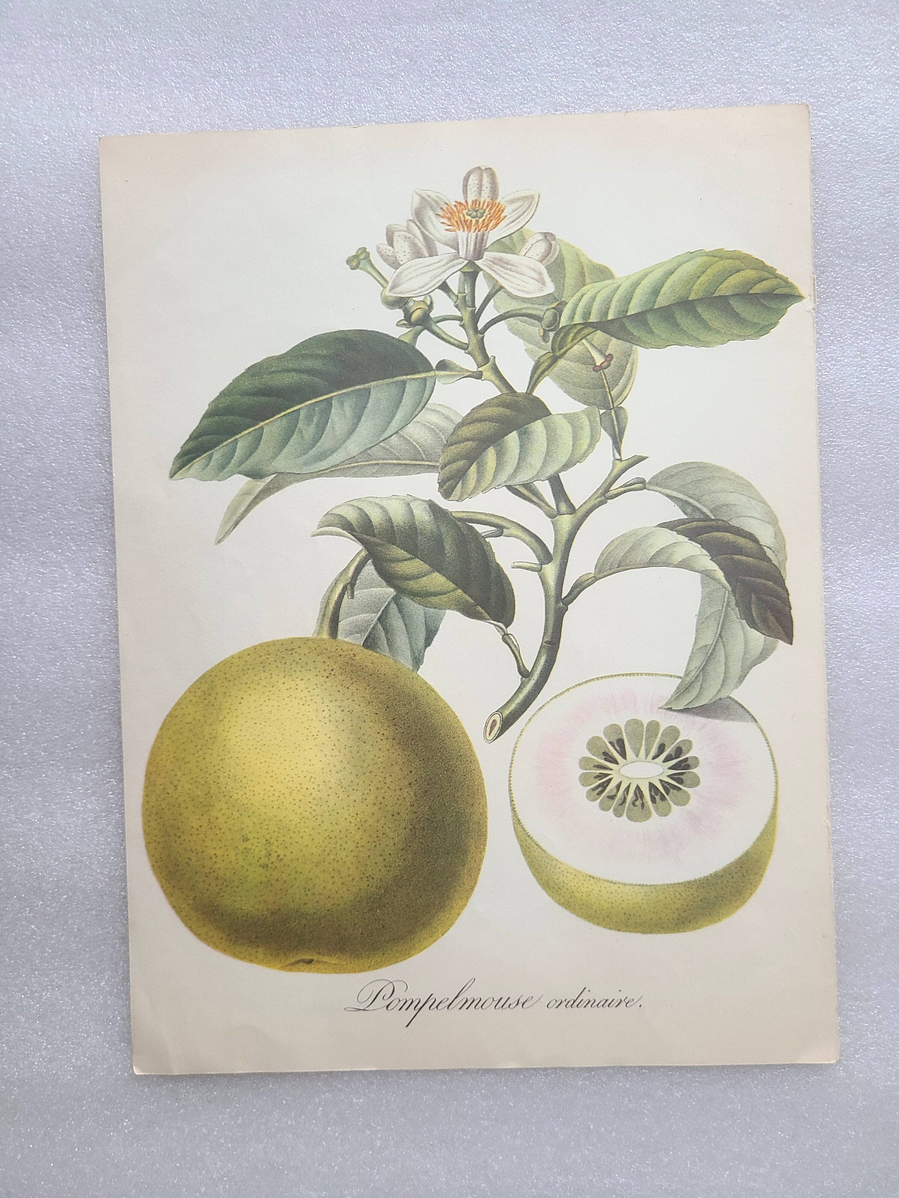 Posters The fruits of the king's garden and the fruits of autumn