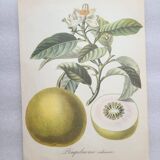 Posters The fruits of the king's garden and the fruits of autumn