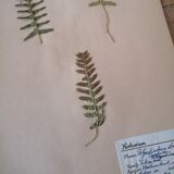 Anders's herbarium - ancient Swedish herbarium board