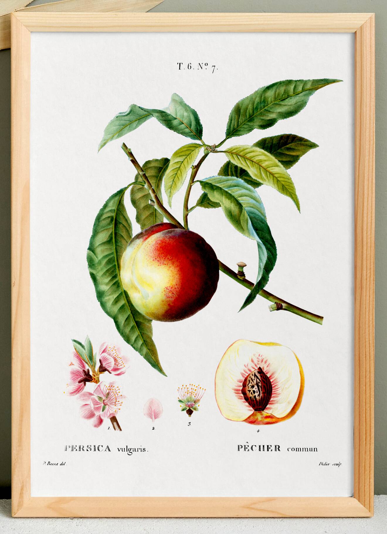 Botanical poster about the peach tree, after an engraving from 1802