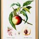 Botanical poster about the peach tree, after an engraving from 1802