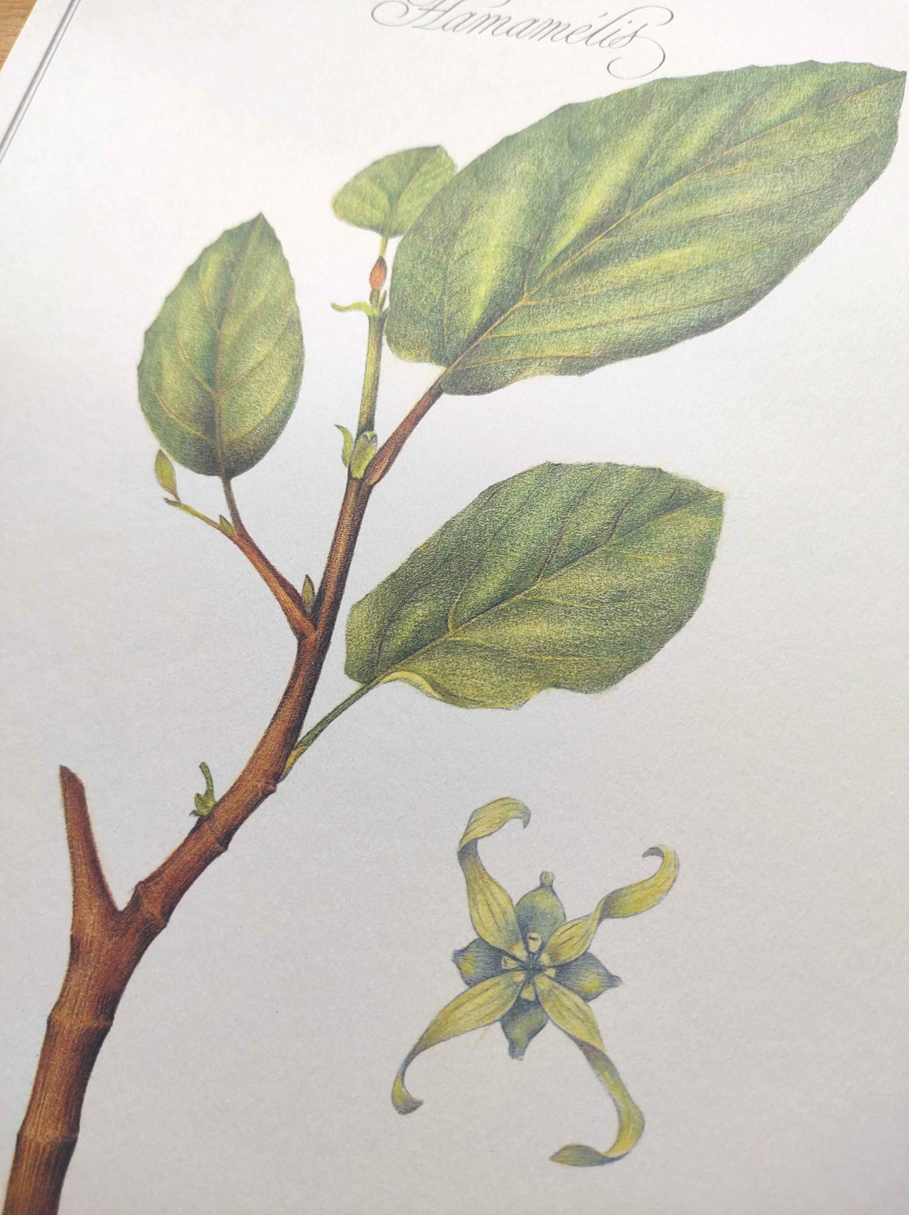 Botanical illustration - Witch hazel - Engraving of medicinal plants. Pastels by C. Michaut