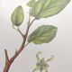 Botanical illustration - Witch hazel - Engraving of medicinal plants. Pastels by C. Michaut