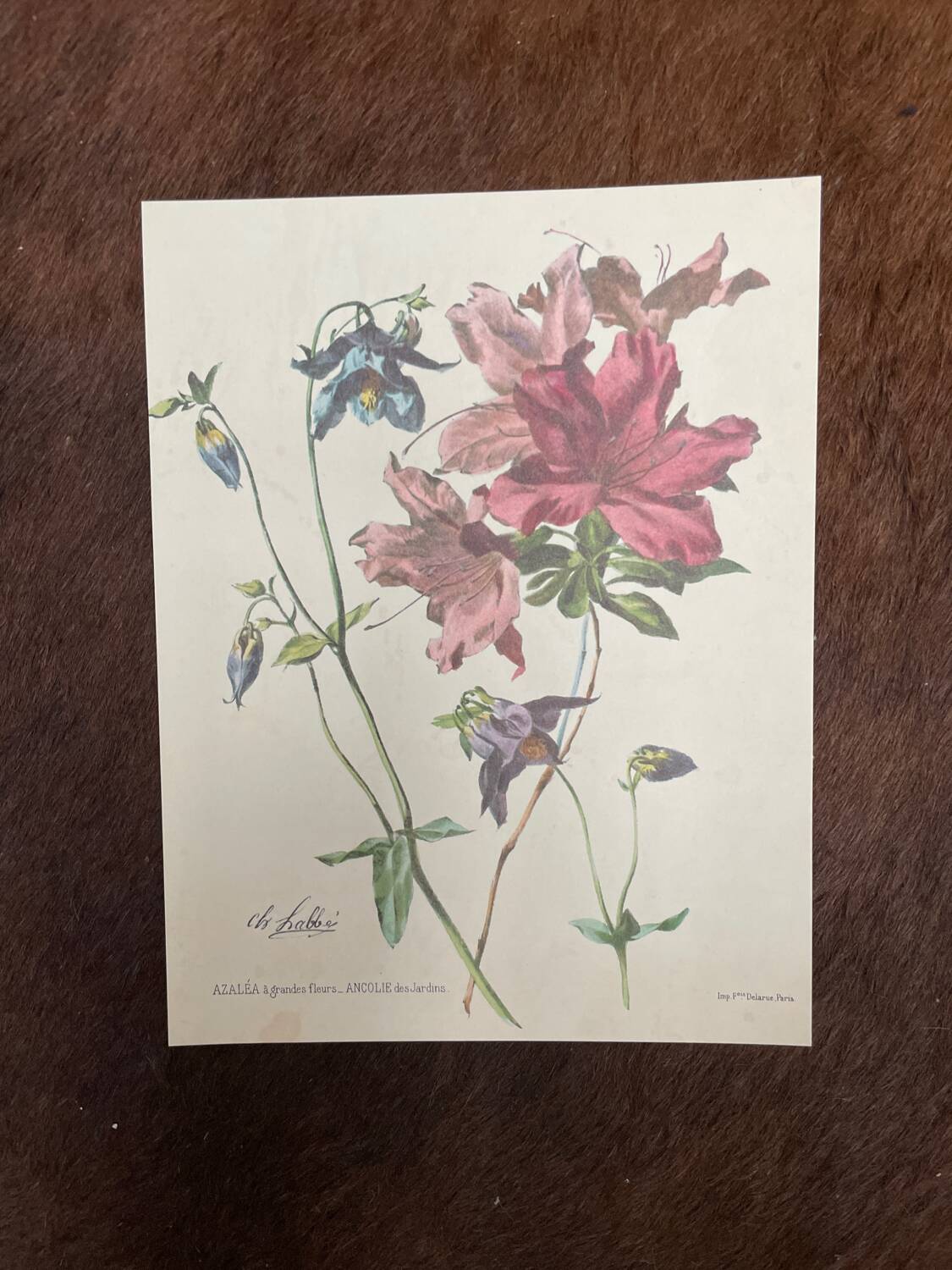 Set of 3 antique plant engravings