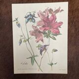 Set of 3 antique plant engravings