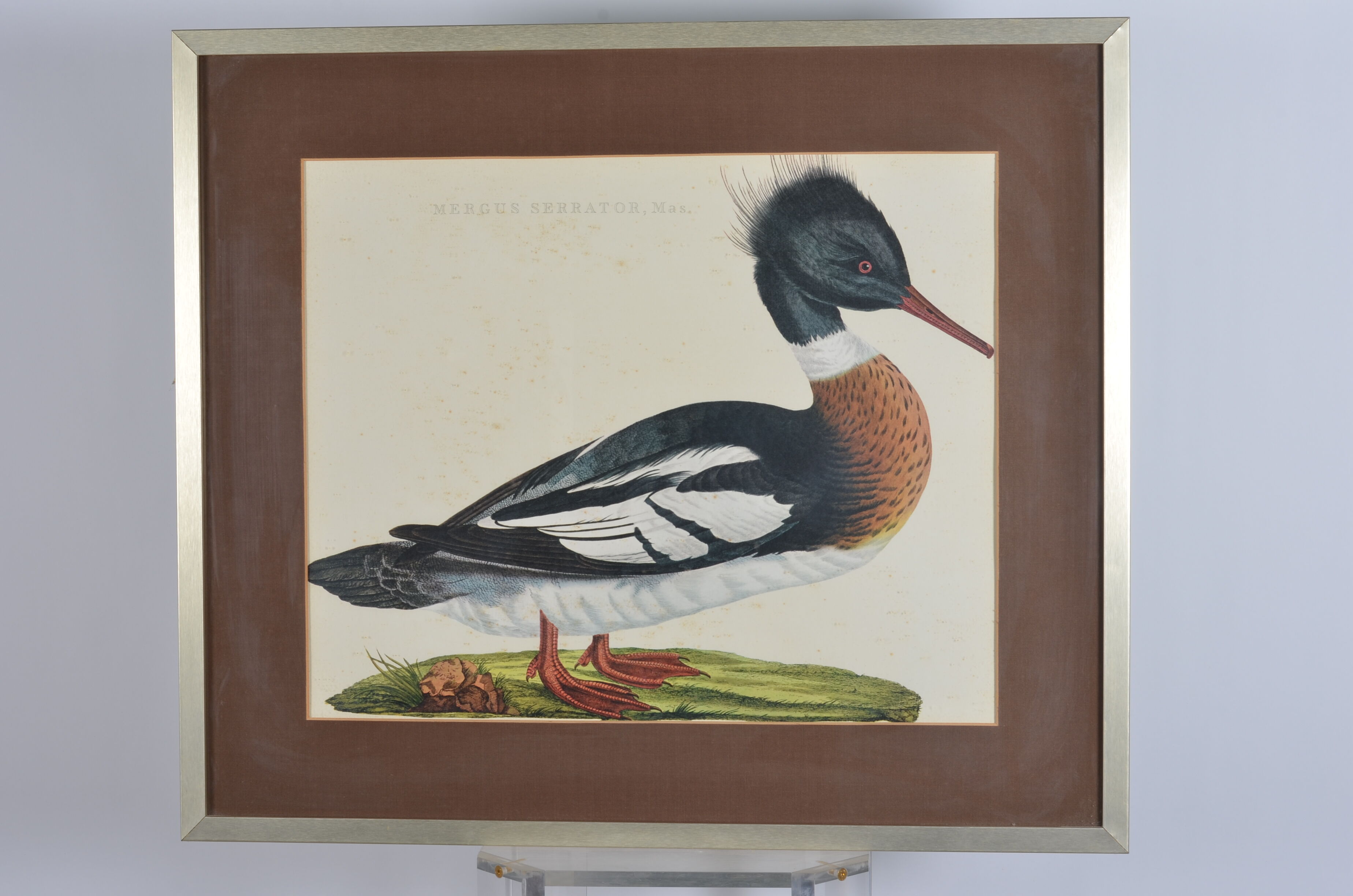 Animal lithography