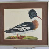 Animal lithography