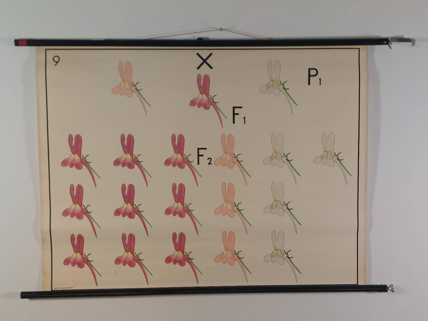 Vintage educational wall hanging roll chart biology genetics