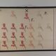 Vintage educational wall hanging roll chart biology genetics