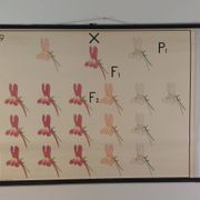 Vintage educational wall hanging roll chart biology genetics